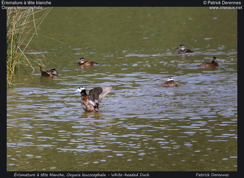 White-headed Duck male adult, Flight