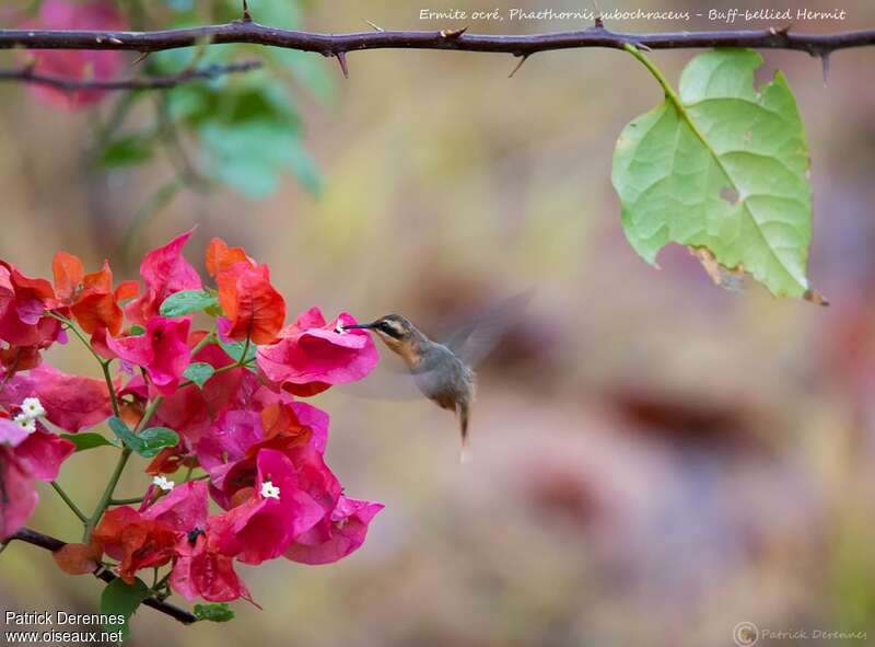 Buff-bellied Hermit, identification, Flight