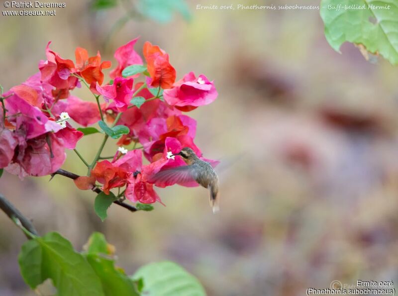 Buff-bellied Hermit, identification, habitat, Flight