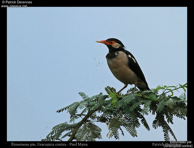 Indian Pied Myna, identification