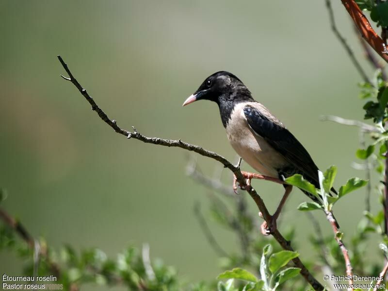 Rosy Starlingadult