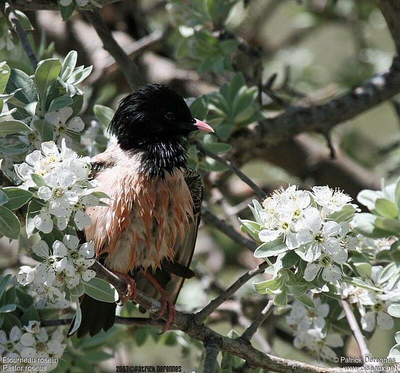 Rosy Starlingadult breeding