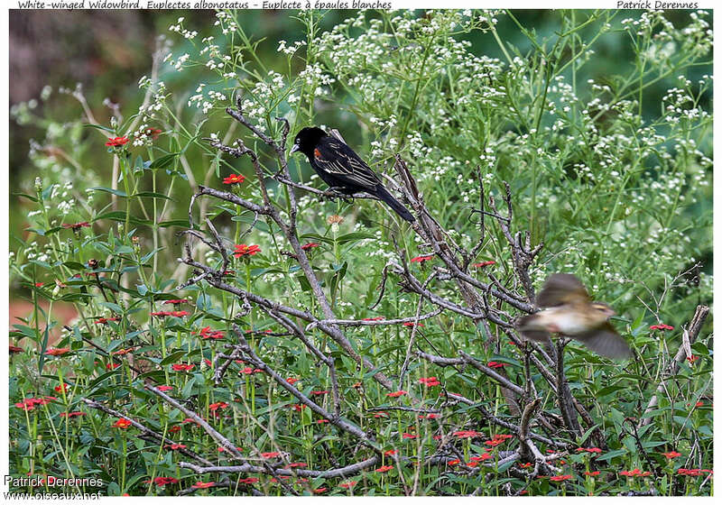 White-winged Widowbirdadult, habitat, pigmentation