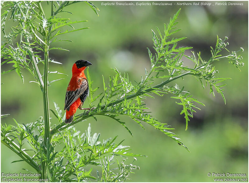 Northern Red Bishop male adult, identification