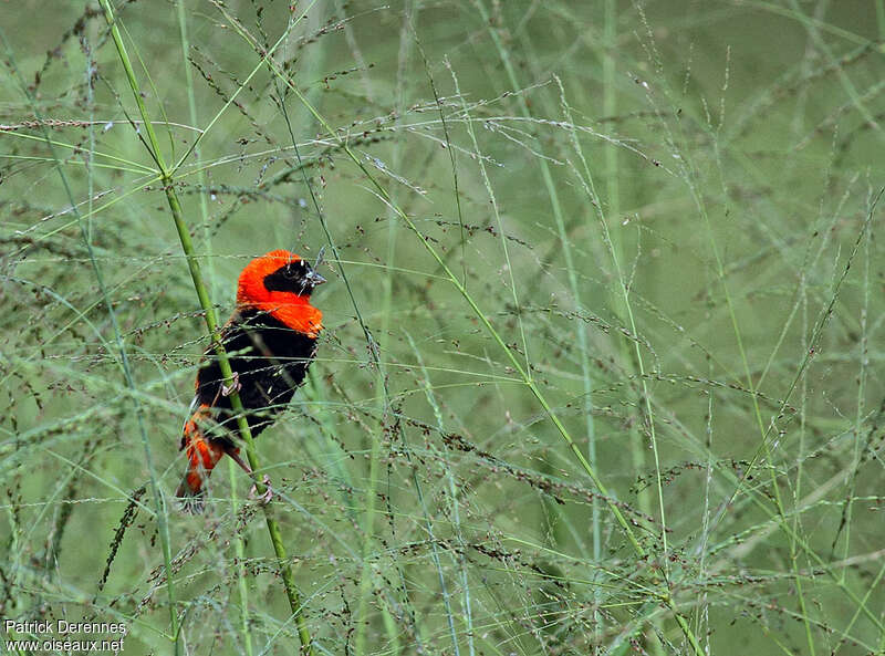 Euplecte ignicolore mâle adulte, habitat, mange