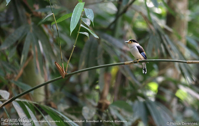 Silver-breasted Broadbill