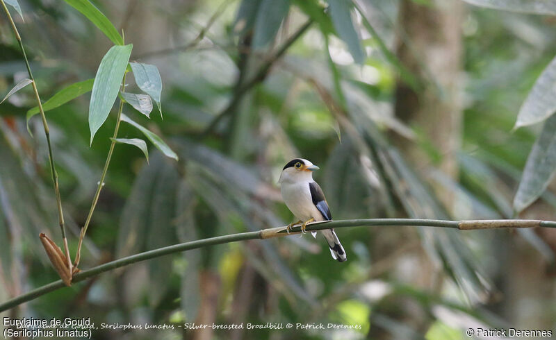 Silver-breasted Broadbill