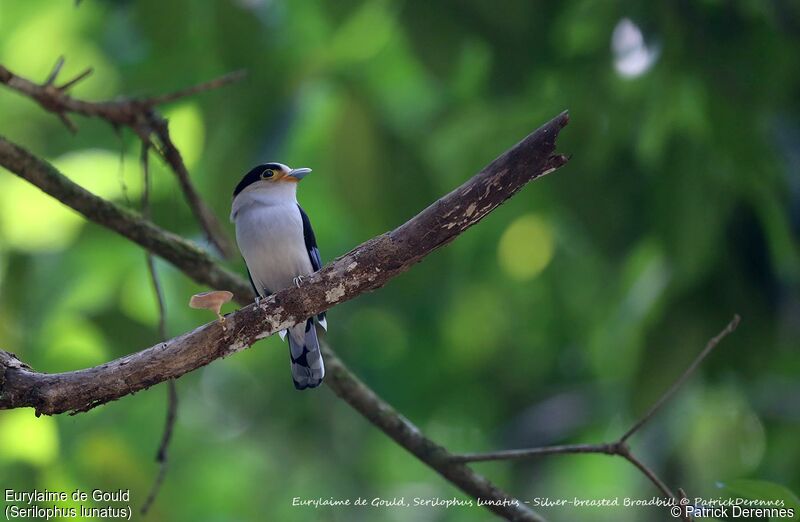 Silver-breasted Broadbill