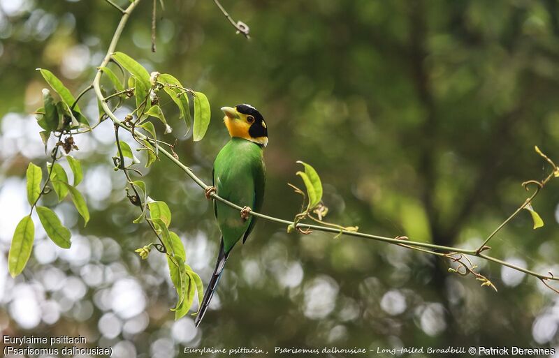 Long-tailed Broadbill