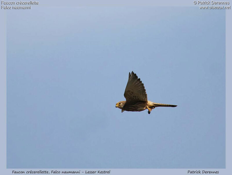 Lesser Kestrel