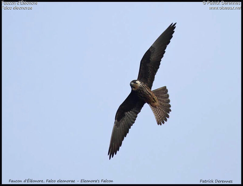 Eleonora's Falconadult, Flight