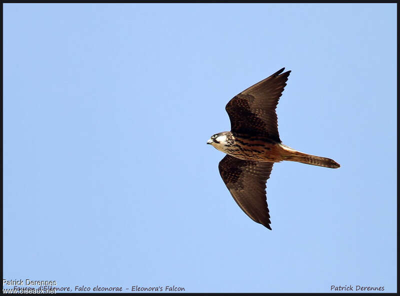 Eleonora's Falconadult, pigmentation, Flight