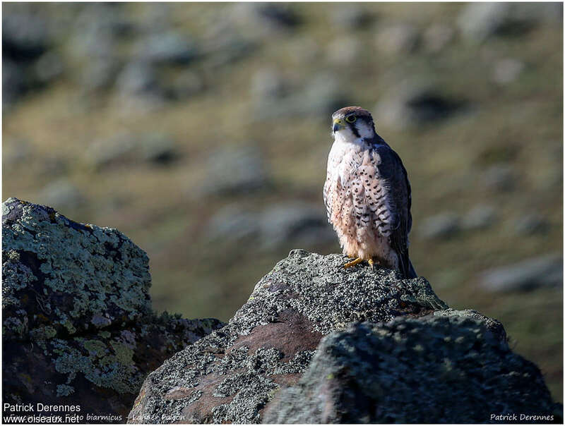 Lanner Falconadult, habitat