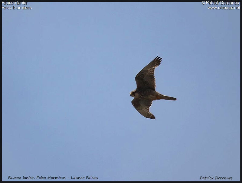 Lanner Falcon, Flight