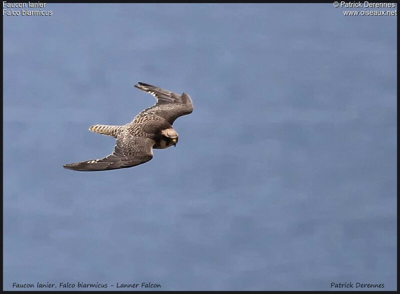 Lanner Falcon, Flight