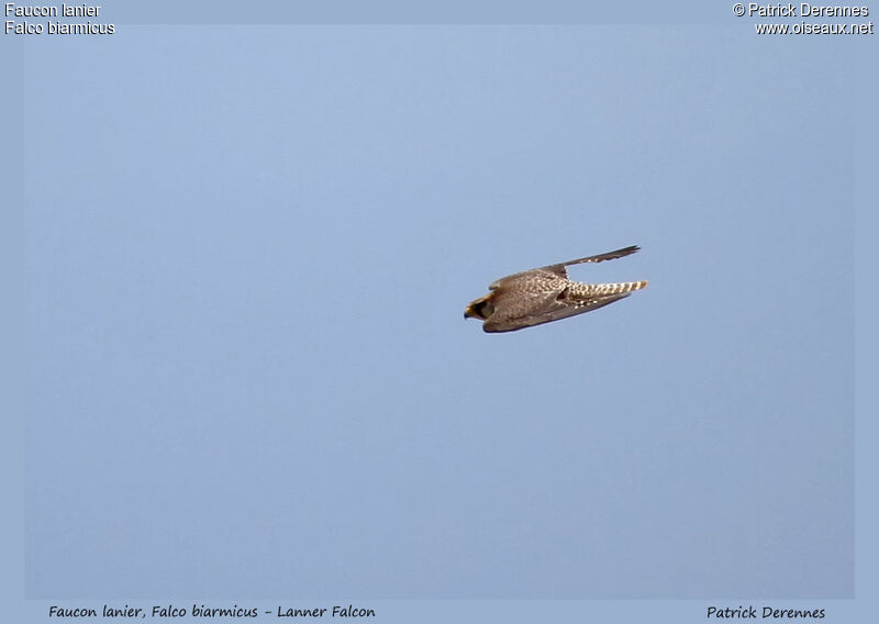 Lanner Falconadult, Flight