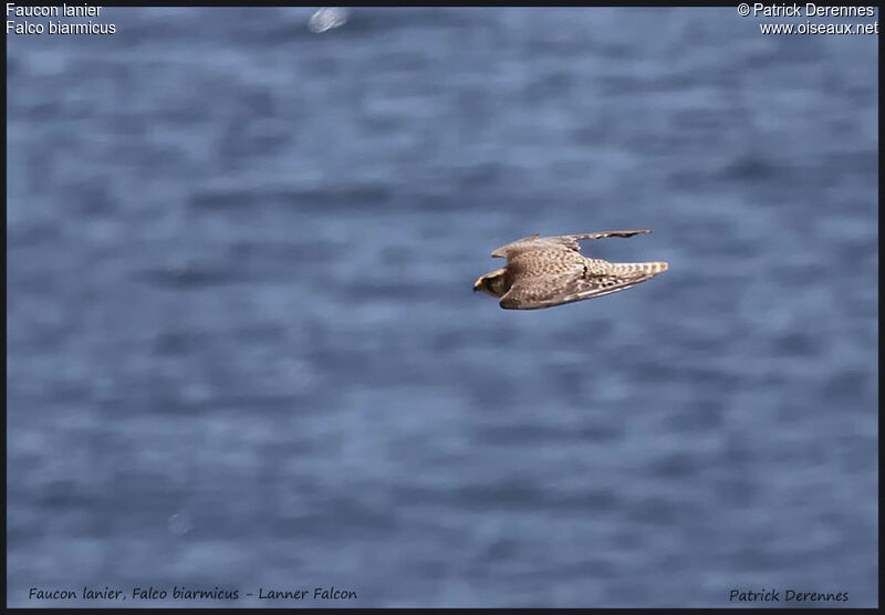 Lanner Falconadult, Flight