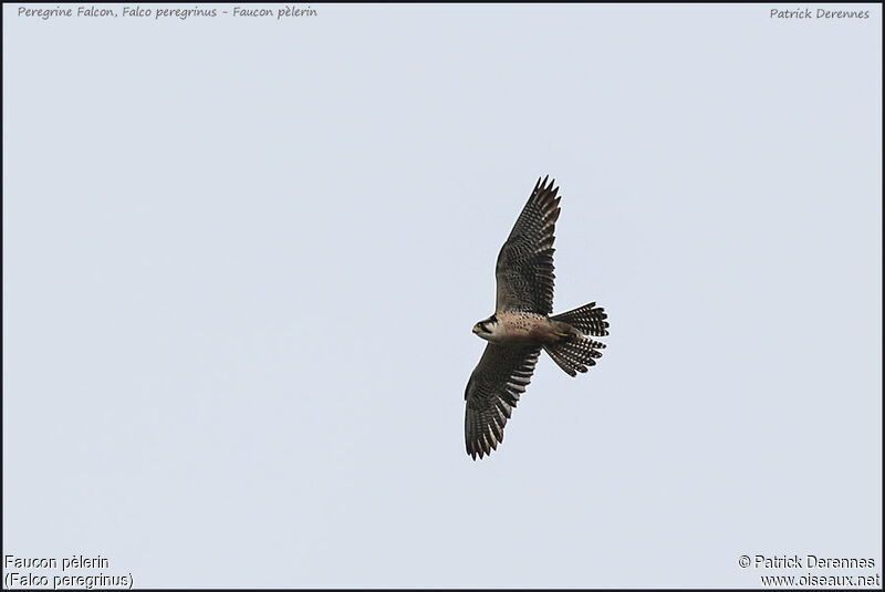 Faucon pèlerinadulte, identification