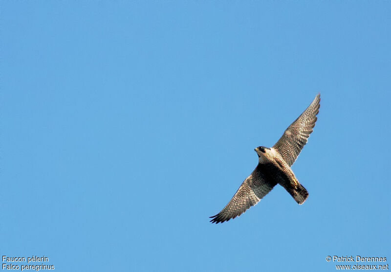 Peregrine Falcon female adult, identification