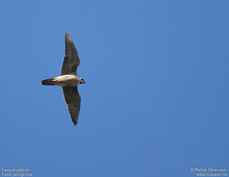 Peregrine Falcon female immature, Flight