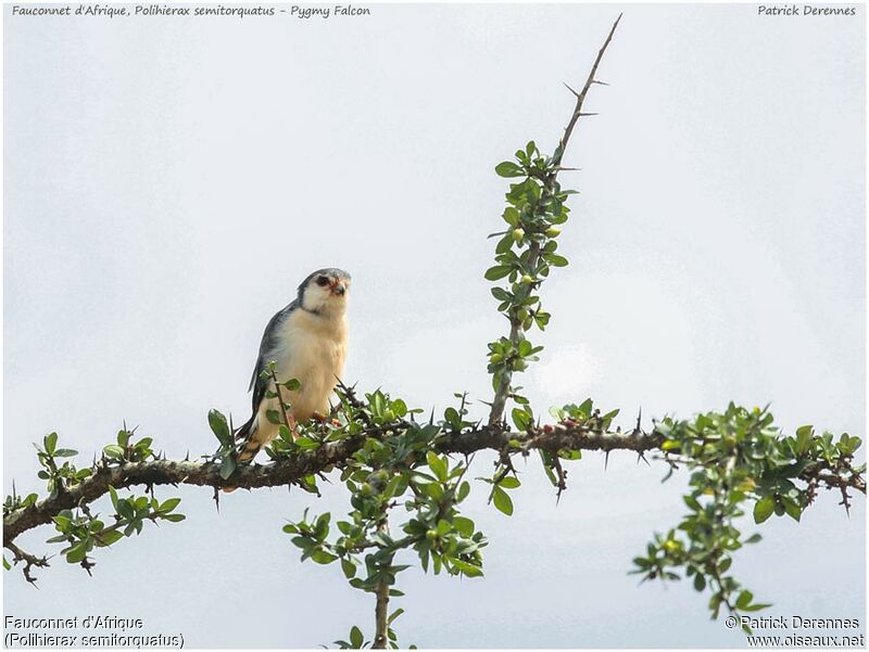 Fauconnet d'Afriqueadulte, identification