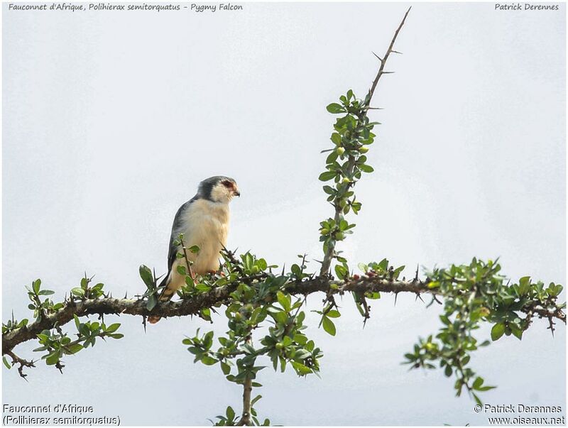 Fauconnet d'Afriqueadulte, identification