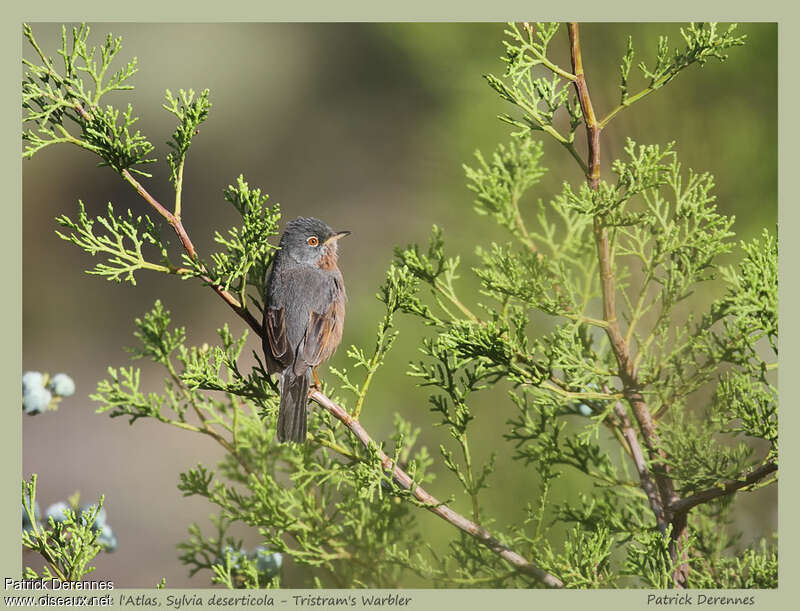 Fauvette de l'Atlas mâle adulte, habitat, pigmentation