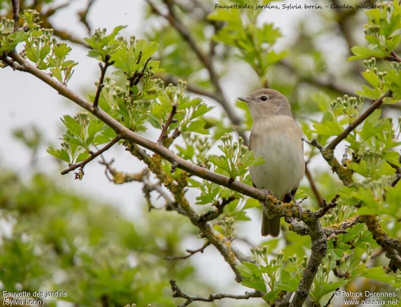 Garden Warbler male, identification, song