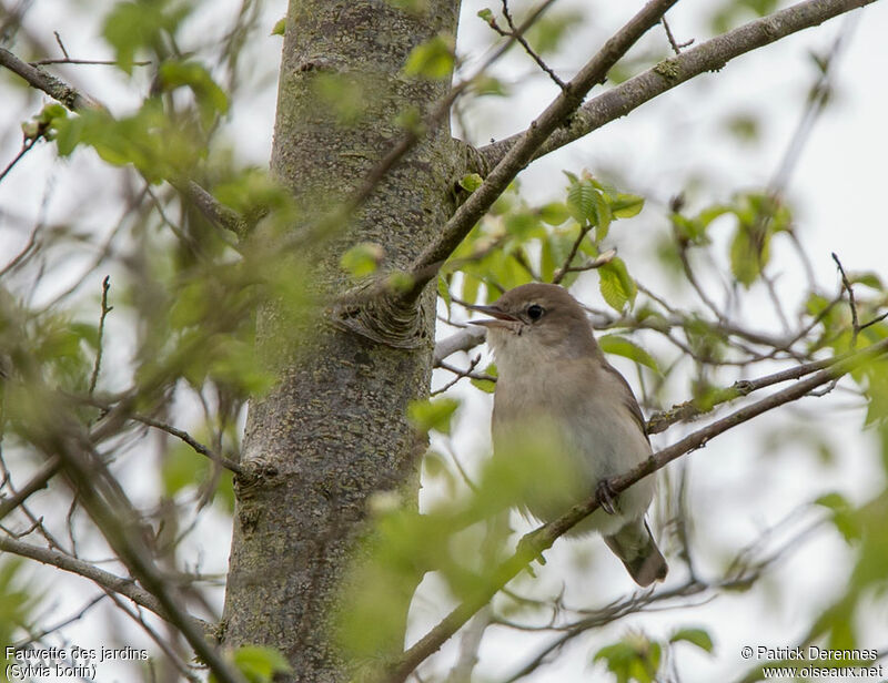 Fauvette des jardins mâle adulte, identification, chant