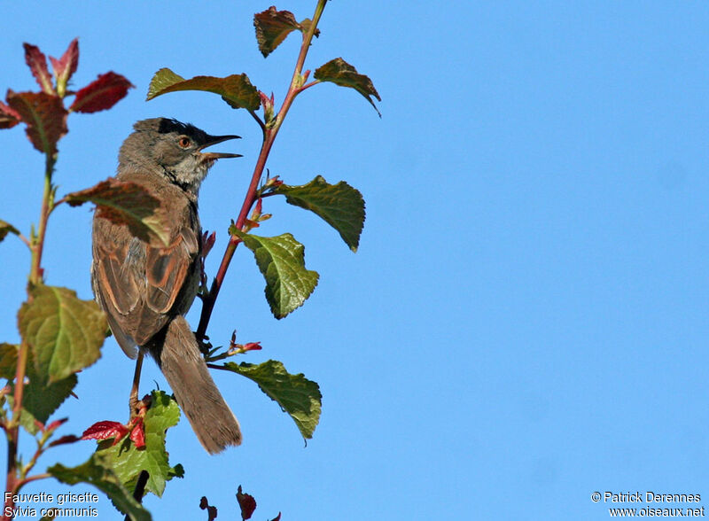 Fauvette grisette mâle adulte, identification, chant