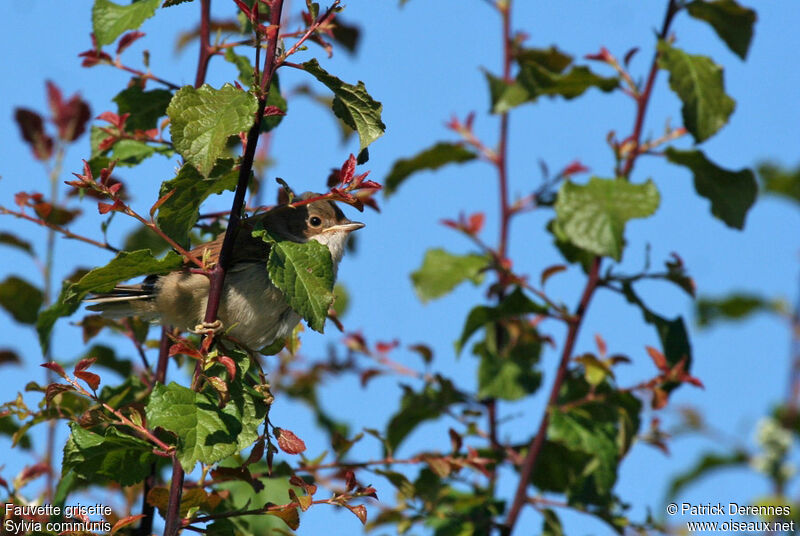 Fauvette grisette1ère année