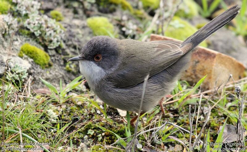 Fauvette mélanocéphale, identification