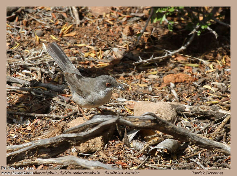 Fauvette mélanocéphale femelle adulte, identification