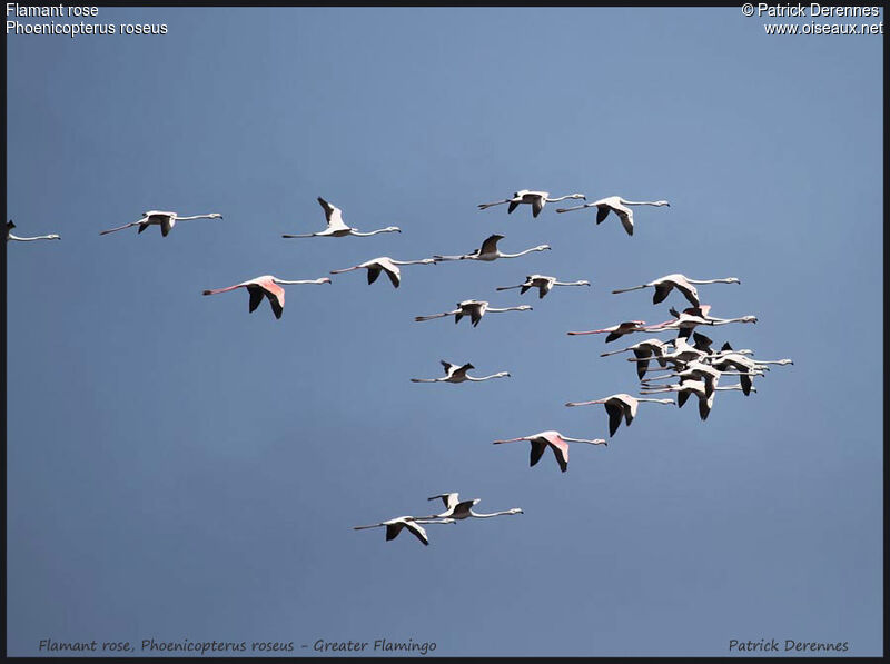 Flamant rose, Vol