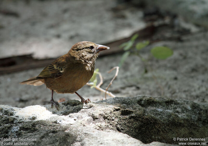 Foudi des Seychelles, identification