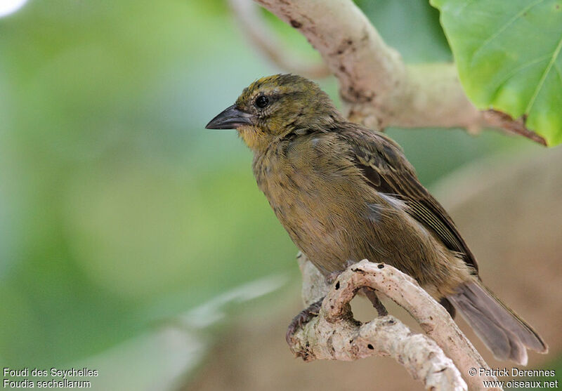 Seychelles Fody, identification