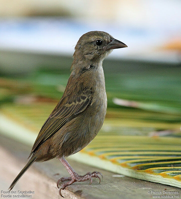 Foudi des Seychelles, identification