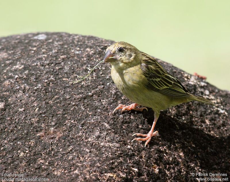 Red Fody female adult, identification, Reproduction-nesting, Behaviour