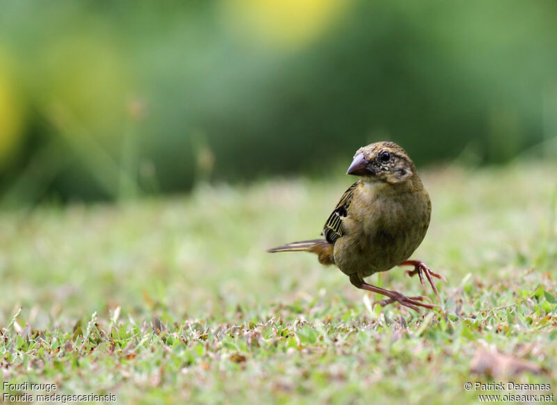 Red Fody female adult, identification