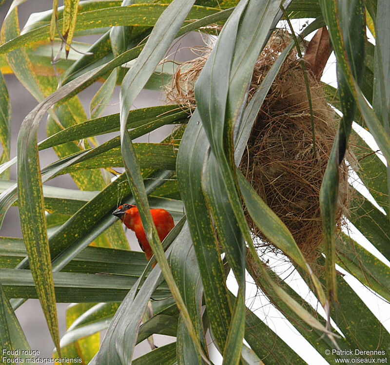 Foudi rouge mâle adulte, identification, Nidification, Comportement