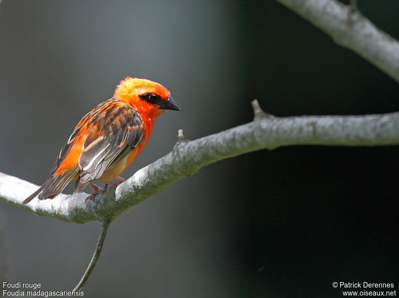 Red Fody male adult, identification