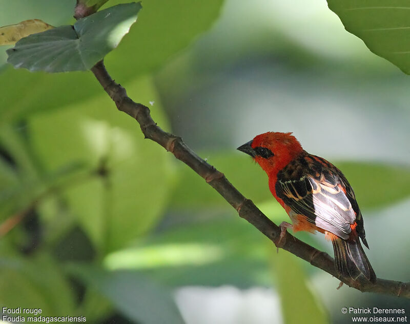 Red Fody male adult, identification