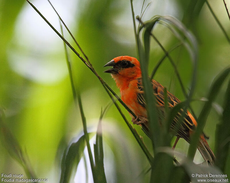 Foudi rouge mâle adulte, identification, chant