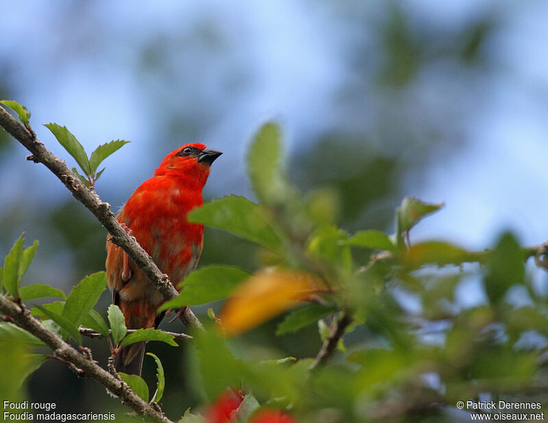 Foudi rouge mâle adulte, identification