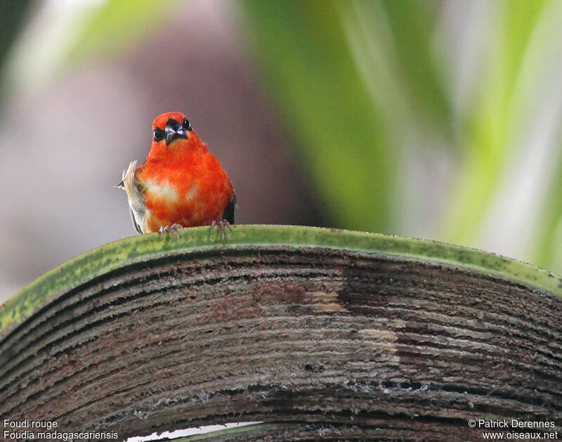 Red Fody male adult, identification