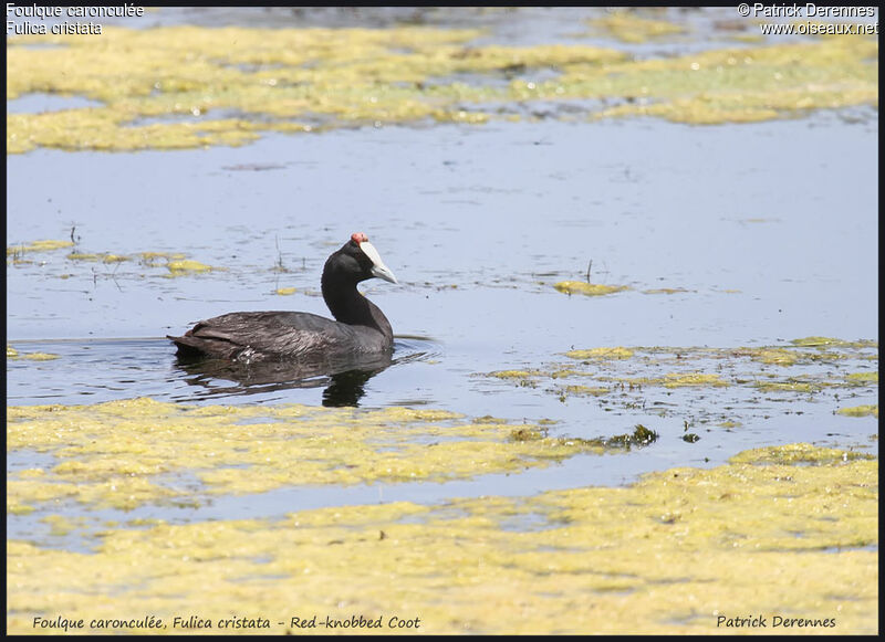 Red-knobbed Cootadult, identification