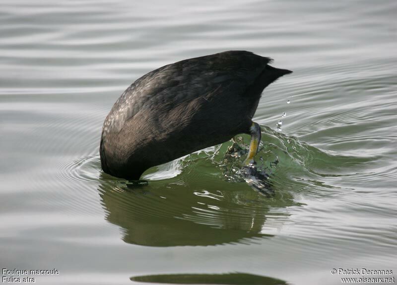 Eurasian Cootadult