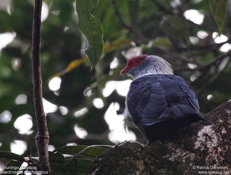 Founingo rougecapadulte nuptial, identification