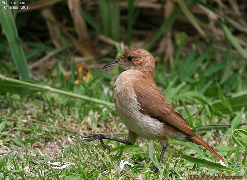 Rufous Hornero