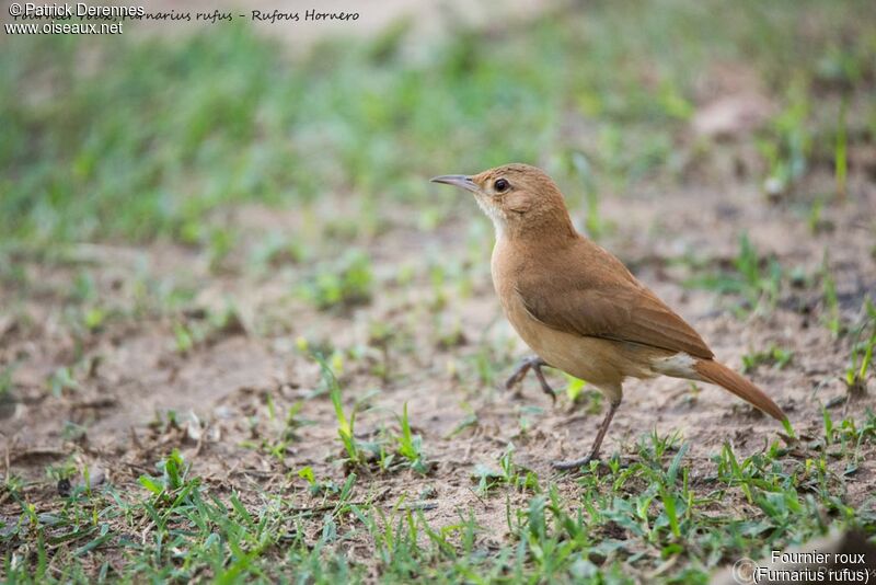 Rufous Hornero, identification, walking